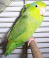 Forpus coelestis