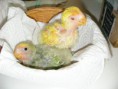 Agapornis Papilla a mano